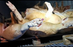 � ��������� ������� ���������� ���� ���� ������� ��� ���������� 