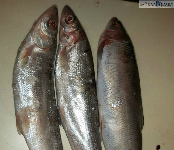 � ������� ���������� ���� 210 ����� �������� �� 15 ������� �����