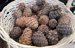 � ������� ������� ���������� ������� �� �������