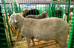 � ������� ������� ���������� �������� ��������� �� ���� ������������ 