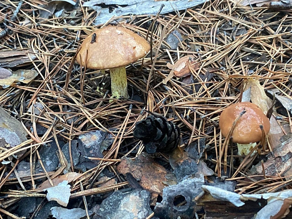 В Забайкалье ночью искали заблудившихся сборщиц грибов