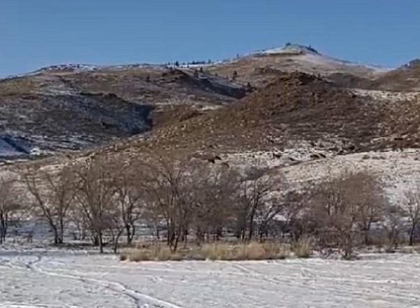 В Бурятии скот пасётся в опасной близости от волков