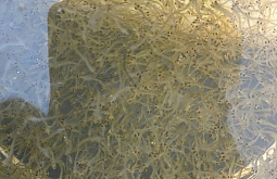 ����� ������� �������� � ������ ������������