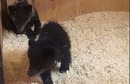 ��������� ������� ��� � ��������� �������� ���������� ����� �����������