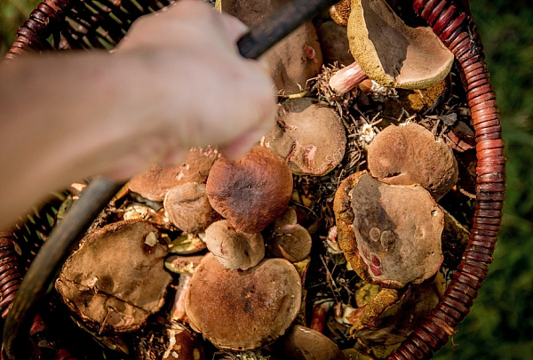 � ������� ������������ ��������� ������ �����, ������ � ������