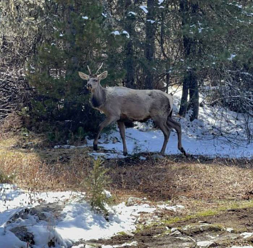 В отдалённом районе Бурятии изюбри «принесли весну» 