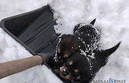 Жителям Бурятии напомнили о штрафах за выброс щенков