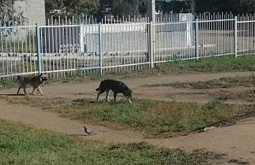 В Улан-Удэ недалеко от места, где собаки напали на ребёнка, нашли ещё псов 