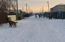 В Бурятии жители райцентра боятся злющих собак