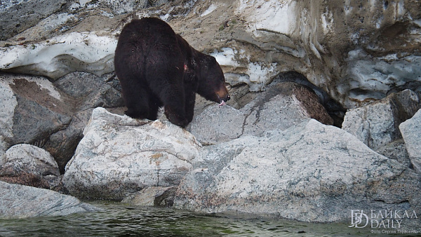 � ����������� ������� ����������� � ����������