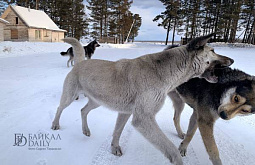 � ���� ����� ������ ���������� �� ������ ������ ���������� ��������