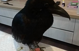 � ������� ���������� ������ ������