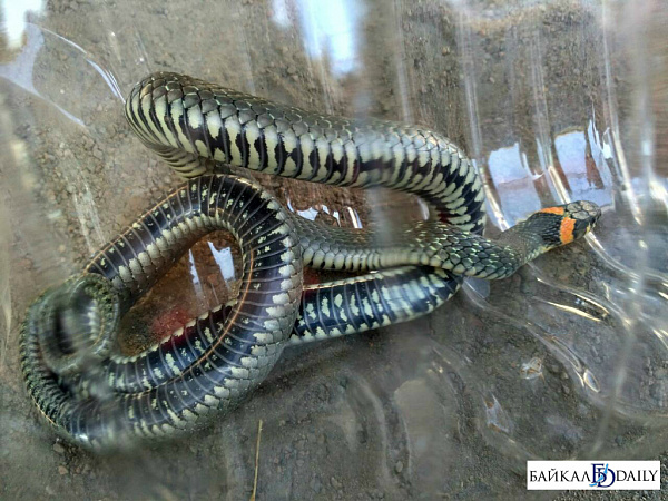 � ������� ������ � ����-��� ���������� ���� (����) 