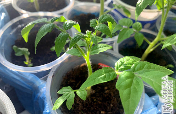 � ������� ��������� ����������� ������� �����