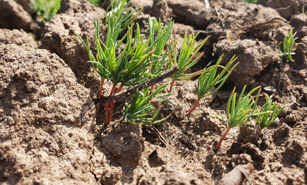 � ������ ���������� ������� ���������� ������ �����  