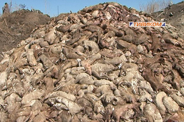 � ������� ����������� ������������� ��������� � �������� � ����������� ��������