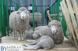 �������� ������� ���������� ������ �� �����-������������� ����� 