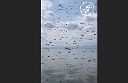 Гусиное озеро в Бурятии подверглось нашествию странных насекомых