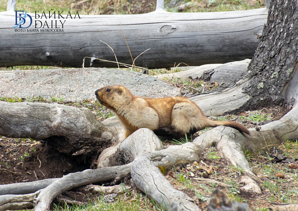 � ����������� ���������� ������� ����� ����