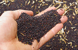 � ��������� ������� �������� ���������� � ������������ �� 6 ����� ���� ��������