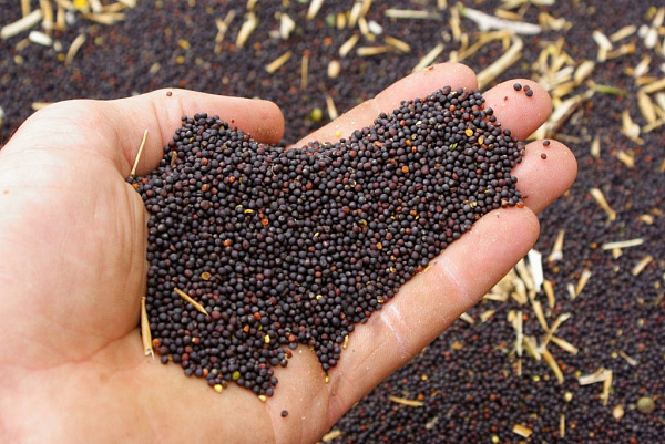 � ��������� ������� �������� ���������� � ������������ �� 6 ����� ���� ��������