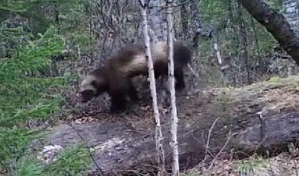 � ������� � ����������� ������ ��������