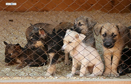 � ����-��� �� ��������� ������������� ����� 17 ����� ��������