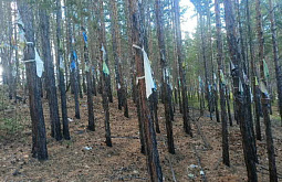 Жителей Бурятии призывают не губить деревья хии-моринами