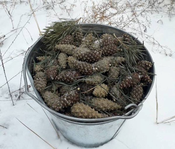 � ������� �������� �������� ����� �� ������ 