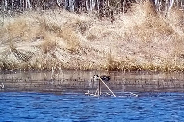 ������ ����� ������� ������� ��������� � �������� � �������