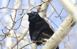 ����-������ �������� �� ����� ������� ������