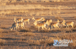 ����������� ���� 4 ���� �� ����� �� ������������� ��������