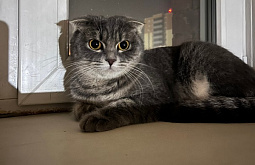 � ����-��� ���������� ������� ����������� ���������� � ������� � ��������