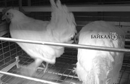 На пожаре в Бурятии погибли 32 курицы 