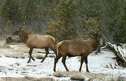 � ����������� �� ������� ������ ������