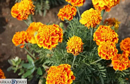 ������� ����� ��������� ����-��� � ���� ��������� 