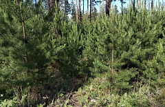 Фонд в Бурятии в четыре раза увеличил площадь лесовосстановления