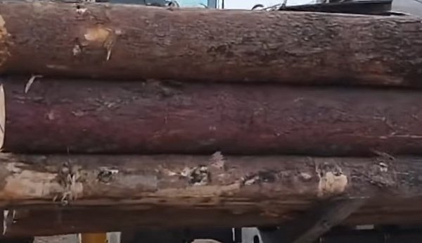 В Бурятии лесозаготовитель превысил норму рубки 
