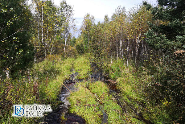 В новом медиапроекте расскажут о лесах Бурятии