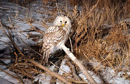 � ������� ������ ������������ �������