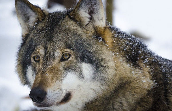 � ������� �� ��� ���������� ����� ���������� ������ 