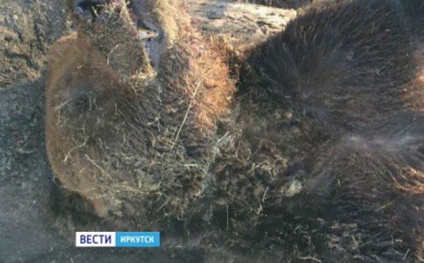 � ��������� ������� ����� �������, ���������� ������