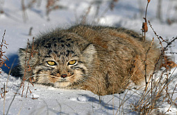 � ���������� �������� ����� ������������ ��� �������