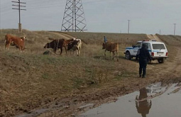 ������ ���������� ����� ������, �������� � ������ ����