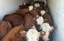 В районе Бурятии из-за больных коров пришлось объявить карантин