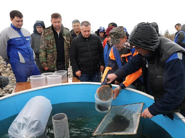 В акваторию Байкала выпустили более 50 миллионов личинок омуля