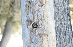 � ������� ������ ��������� �����