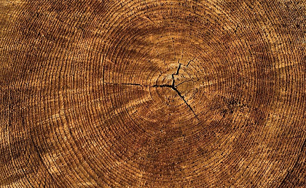 В Забайкалье предприниматель спилил деревья на 4,3 миллиона рублей