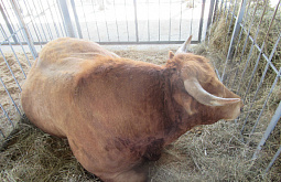 ����-������� �������� �����-���������� 