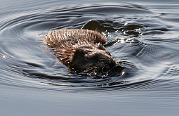 � �������� ������� ��������� ������ 